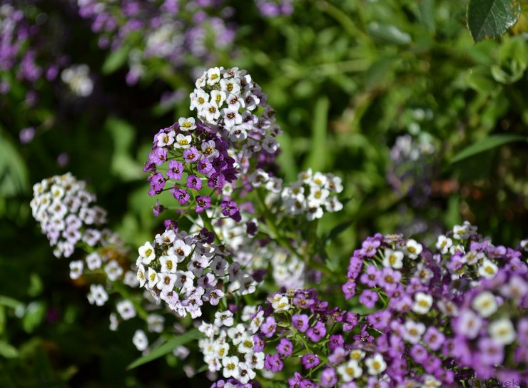 Lobularia: plantning og pleje på det åbne felt, vokser fra frø, fotos og arter