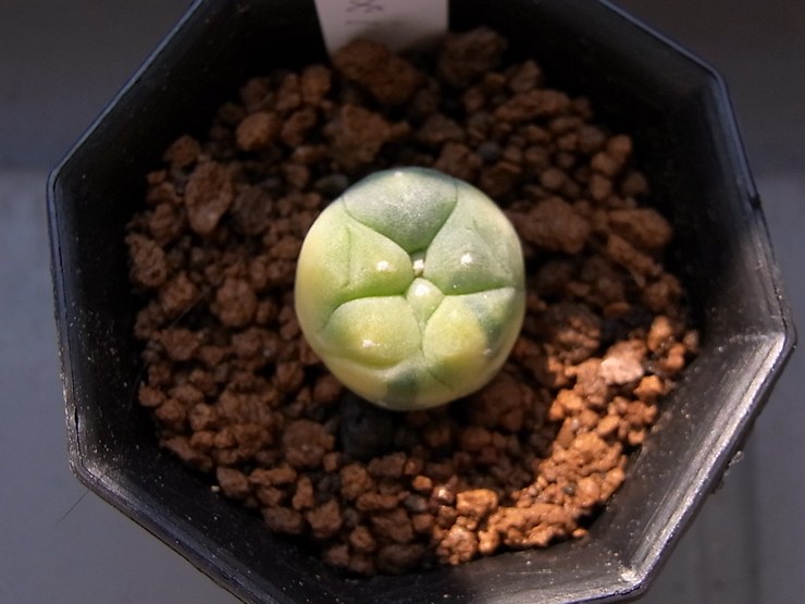 Μέθοδοι αναπαραγωγής Lophophora