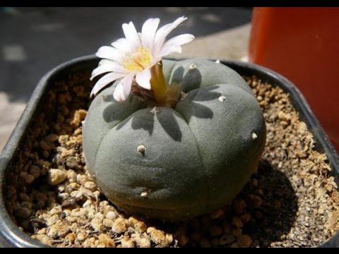 Peyote Report (πρώτα βίντεο) 03: Blooming. Γονιμοποίηση. ΜΕΤΑΦΟΡΑ