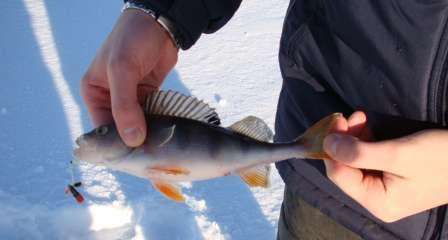نحن نبحث عن أماكن لصيد سمك الفرخ الشتوي