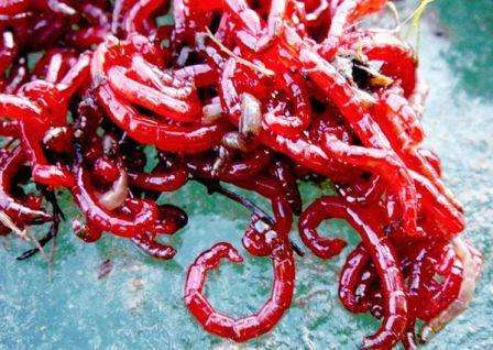 تعتبر دودة الدم الحمراء من أكثر أنواع الإغراءات شيوعًا لاصطياد سمك الفرخ في الشتاء.