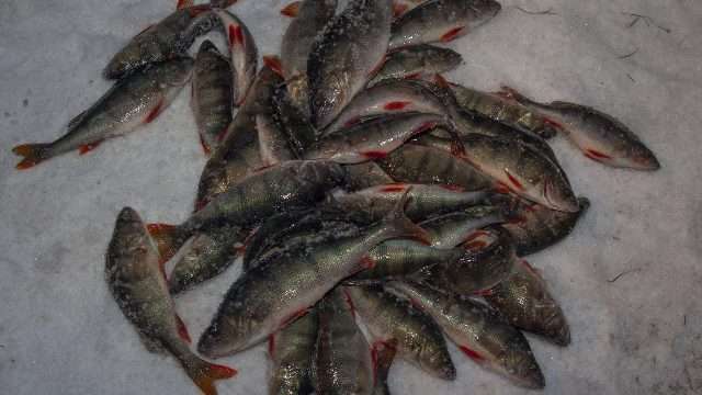 الإجراءات التكتيكية عند صيد سمك الفرخ في الشتاء
