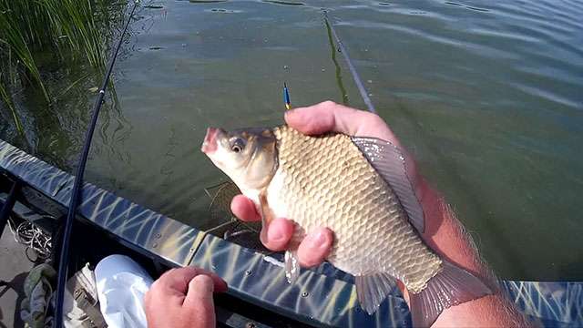 Det er nok at købe en fem meter lang teleskopstang. En lille inertrulle er velegnet til fangst af crucian carp. Kroge skal købes fra en kendt producent, så de er af høj kvalitet, skarpe