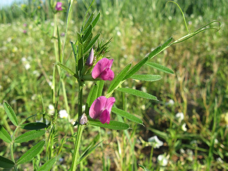 Vetch er en klatreplante, der har brug for støtte i form af en anden mere modstandsdygtig afgrøde.