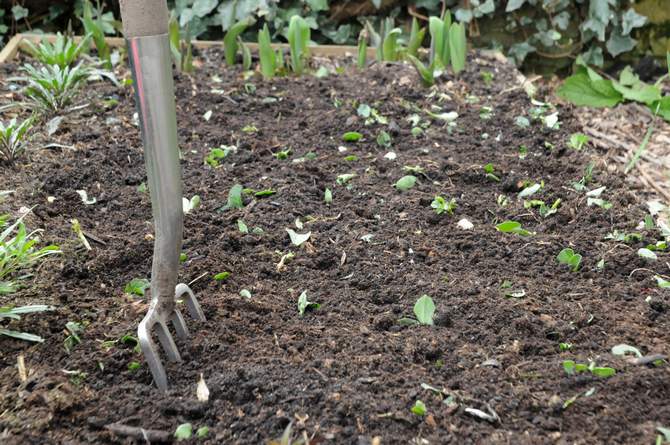 Najlepšie rastliny zeleného hnojenia: cruciferous