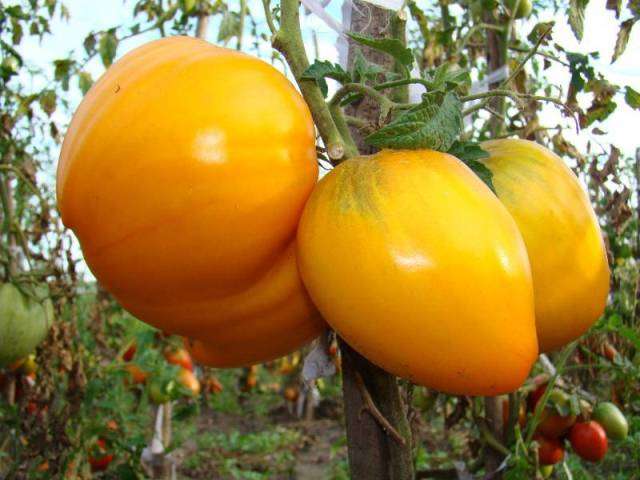 Odroda „Kráľ oranžovej“ z jedného kríka dáva asi 6 kilogramov paradajok.