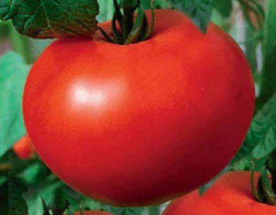 Odroda paradajok 