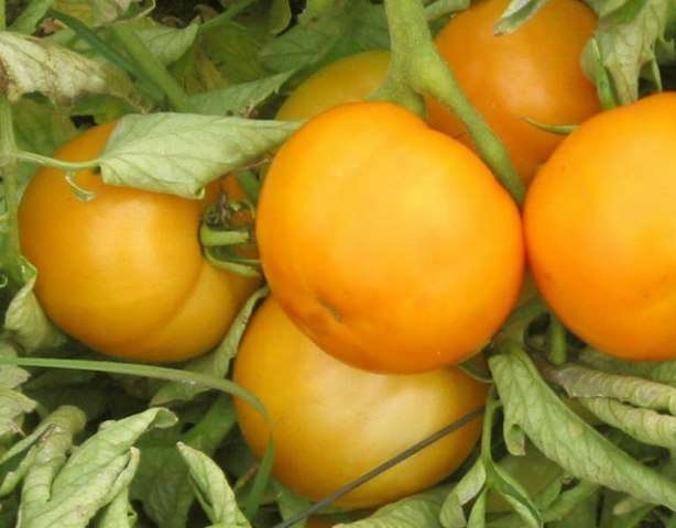 Odroda „Nový rok“ sa týka raných paradajok. Hmotnosť jednej zeleniny je približne 200 gramov