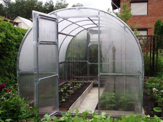 De bedste sorter af tomater til et polycarbonat drivhus
