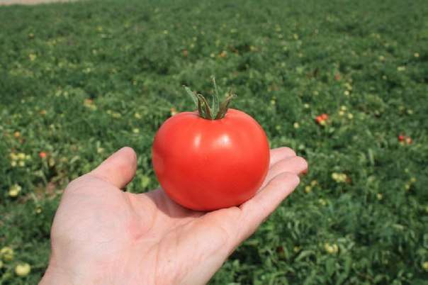كلما كان المحصول أكبر ، كان ذلك أفضل ، لأن الطماطم تزرع من أجل الكمية. يمكن أن يؤثر المناخ المحلي الذي يتم إنشاؤه في الدفيئة أيضًا على المحصول.