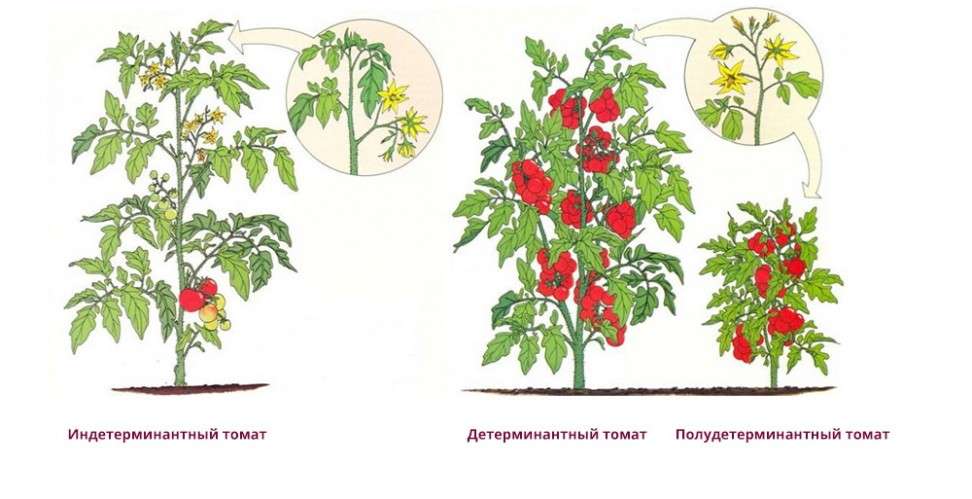 Na tomto základe sú všetky odrody paradajok bežne rozdelené do dvoch skupín: neurčitý, determinantný.