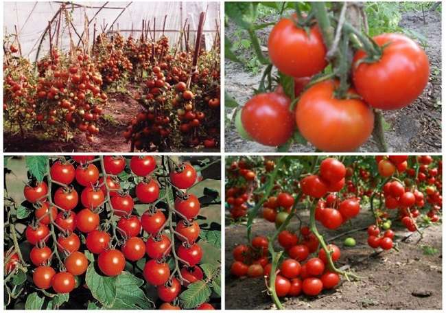Tomaattilajikkeet kasvihuoneisiin valokuvilla ja kuvauksilla