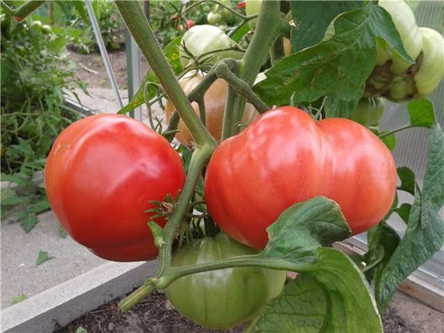 Tomaattilajikkeet Vaaleanpunainen elefantti, kuva