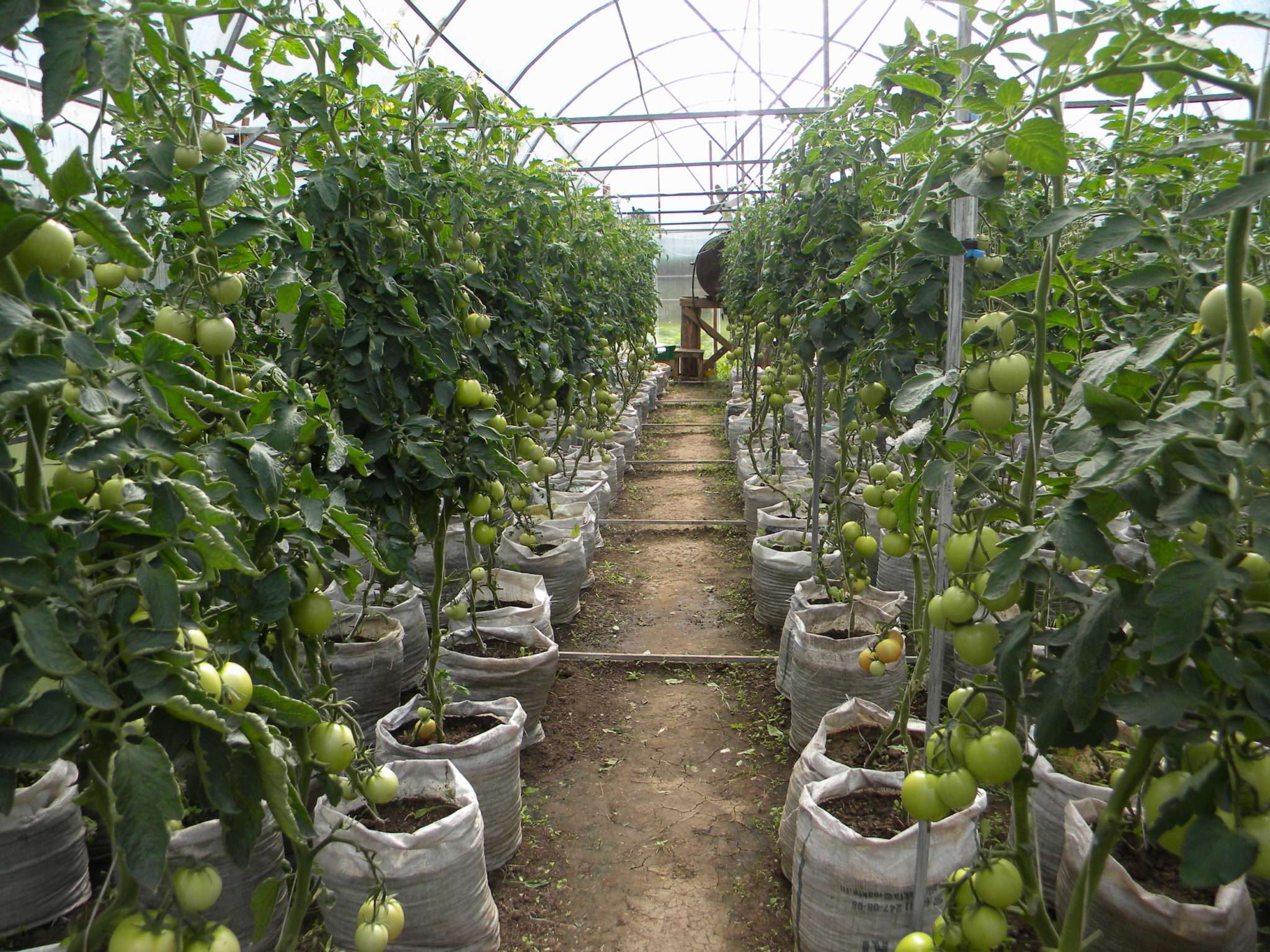 De bedste sorter af tomater til et polycarbonat drivhus