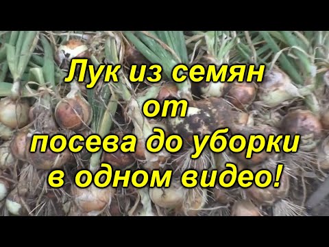 Κρεμμύδια από σπόρους - σε ένα βίντεο από τη σπορά έως τη συγκομιδή! Δείτε το βίντεο και καλλιεργήστε μόνοι σας κρεμμύδια!