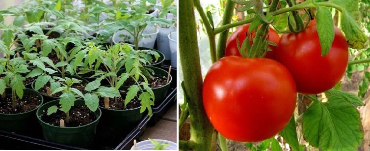 On vaikea kuvitella puutarhavuoteita ilman tomaatteja, joita käytetään erilaisten salaattien ja säilykkeiden valmistamiseen talveksi. Ihmiset ovat huomanneet muinaisista ajoista lähtien, että kuu vaikuttaa laskuvaloon, joten he ovat päätelleet teorian, jonka mukaan sato on paljon suurempi, jos se istutetaan kuukalenterin mukaan.