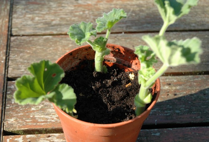 Månekalender for indendørs planter og blomster i september