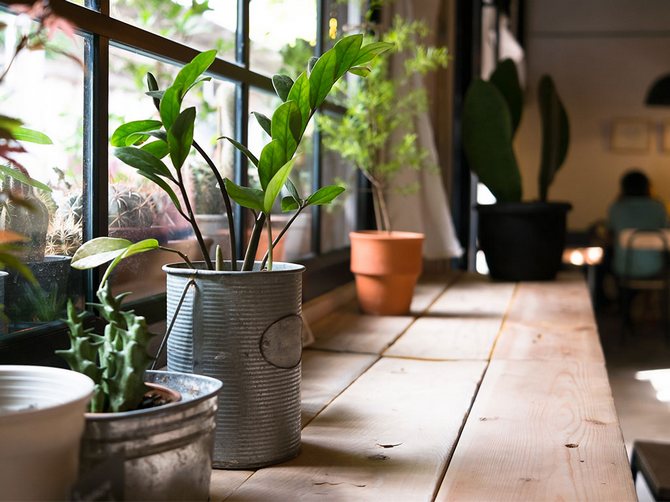 Månekalender for stueplanter og blomster i oktober