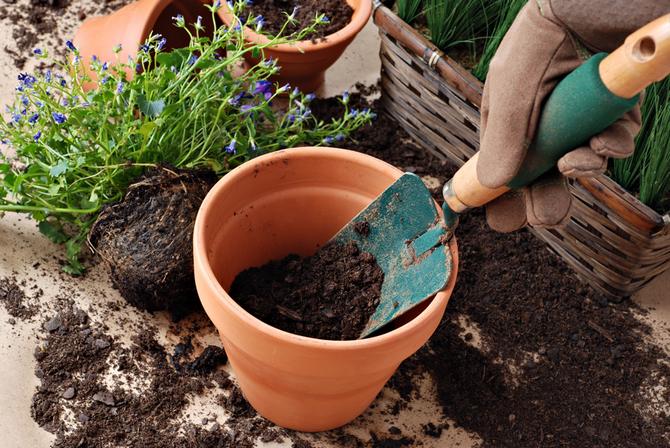 Månekalender for stueplanter og blomster i november