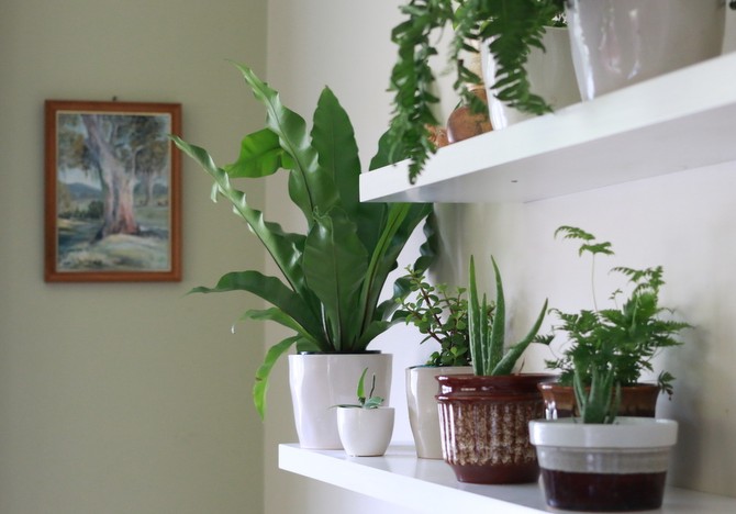 Månekalender for stueplanter og blomster i marts