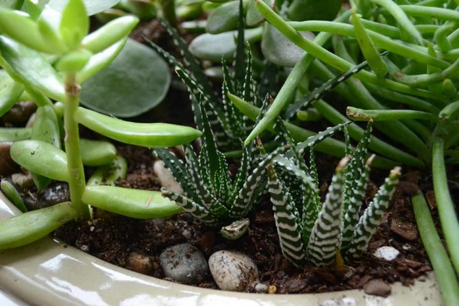 Månekalender for indendørs planter og blomster i maj