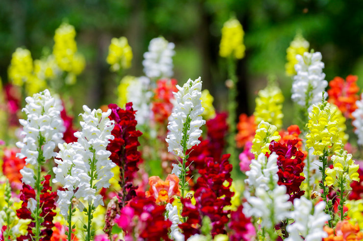 Snapdragon blomst - plantning og pleje i det åbne felt. Dyrkning af løvemund fra frø, formeringsmetoder. Beskrivelse, typer. Foto