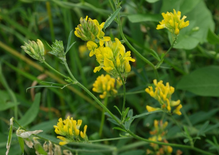 Alfalfa beskrivelse