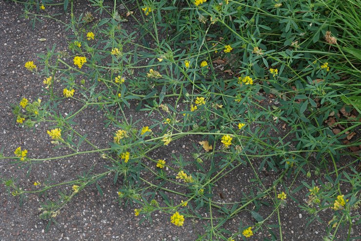 Alfalfa kasvaa rehuheinäksi