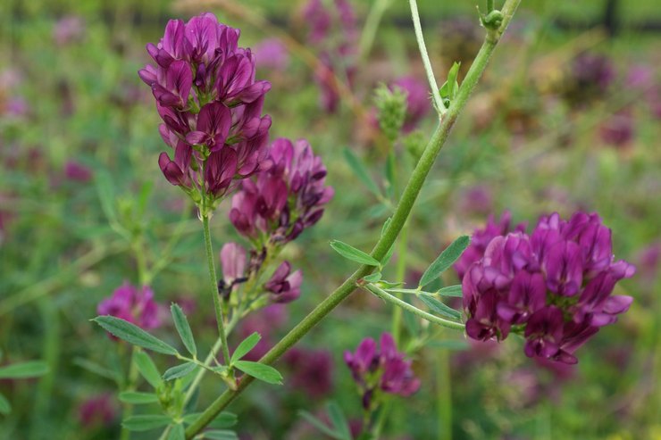 Alfalfa kylvö