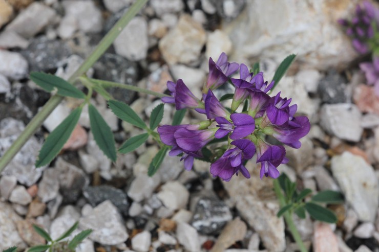 Alfalfa -hybridi