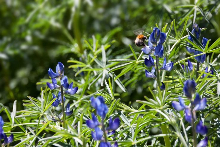 Lupine angustifolia