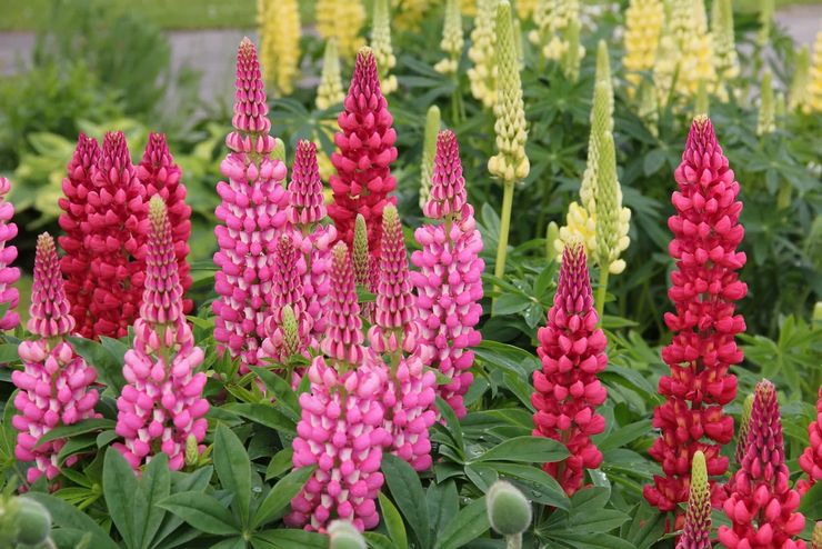 Lupin multifoliat