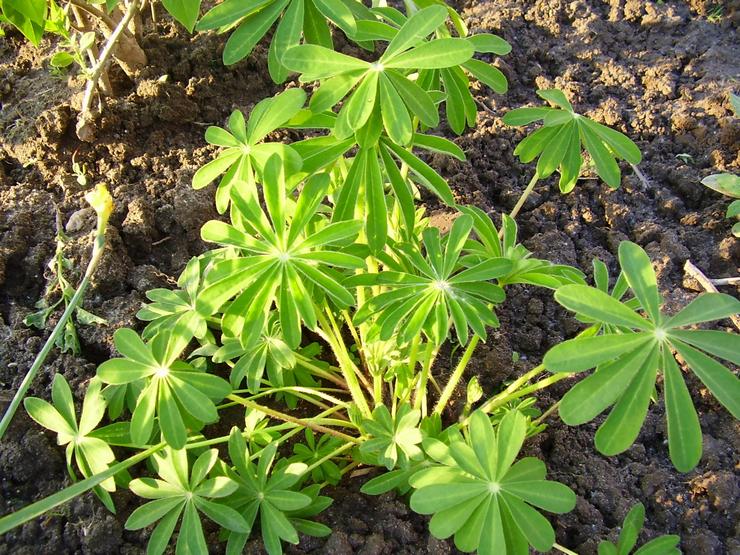 Plantning af lupin i åbent terræn