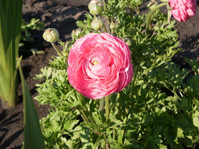 Hvornår og hvor man skal plante smørblomster i åbent terræn