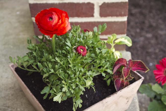 Have smørblomst passer godt i et blomsterbed med forskellige planter.