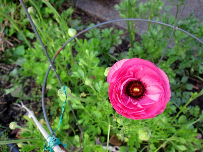 Buttercup blomsterpleje udendørs