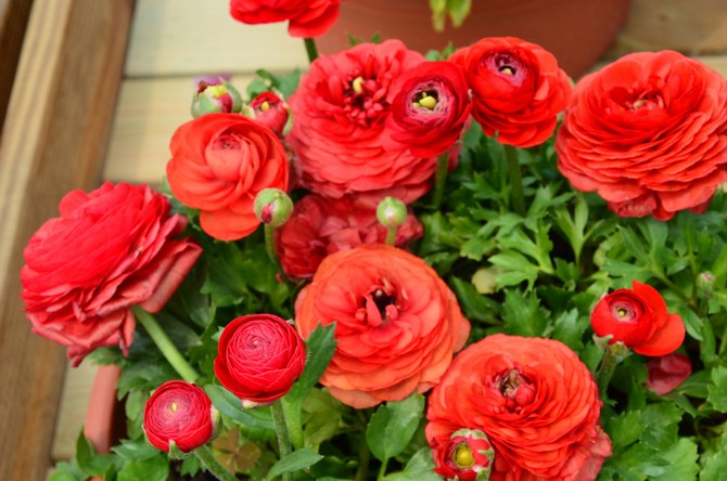 Voksende smørblomst derhjemme