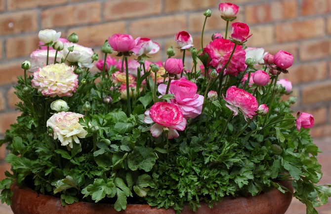 Smørblomster blomster - plantning og pleje. Voksende smørblomst i haven, hvornår og hvordan man planter. Reproduktion af en smørblomst i haven