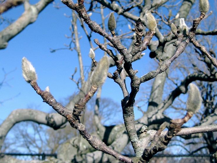 Magnolia efter blomstring