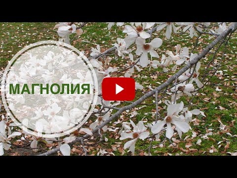 Magnolia plant Φυτεύουμε στη χώρα