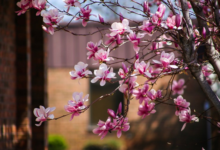 Magnolia - plantning og pleje udendørs. Dyrkning af et magnoliatræ, ​​avlsmetoder. Beskrivelse, typer. Foto