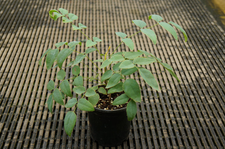 Plantning af Mahonia i åbent terræn