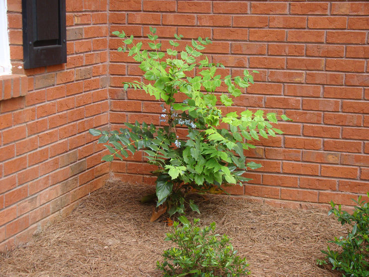 Κανόνες φροντίδας Mahonia