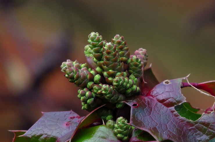 Τύποι και ποικιλίες Mahonia