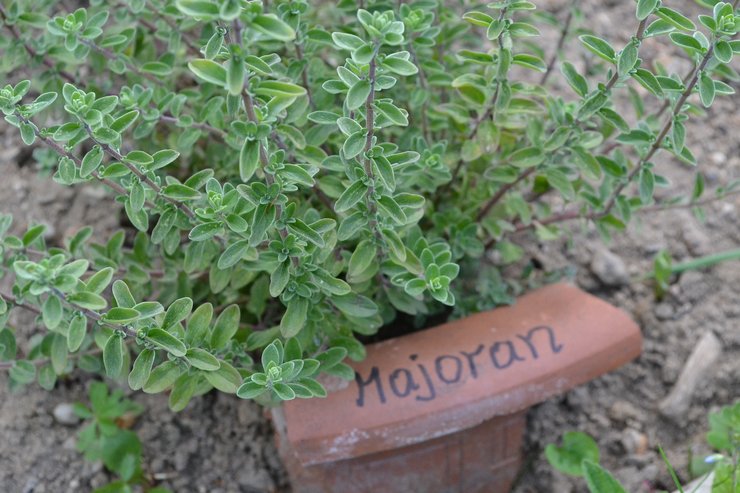 Voksende marjoram