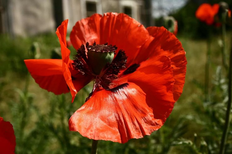 Valmue blomst beskrivelse