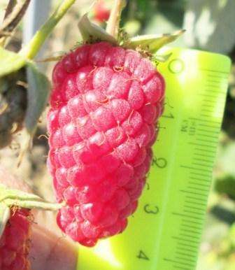 Frugterne af Bryanskoe Divo -sorten kendetegnes ved en stor form, mens massen af ​​et bær endda kan nå 11 gram. Smagen af ​​hindbær er saftig og sød, selvom der er en let syrlighed. På grund af sin gode densitet er denne sort velegnet til