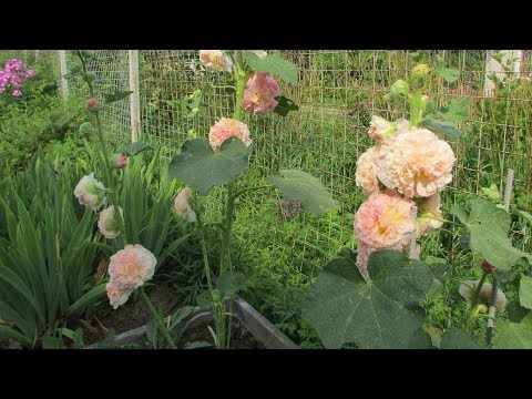 Slez (ruža): pestovanie a starostlivosť
