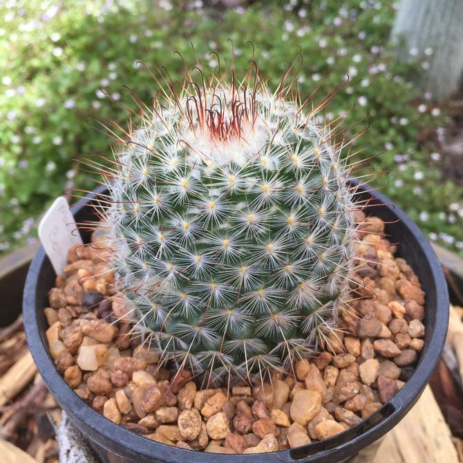 Mammillaria - تنمو والرعاية في المنزل