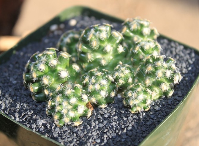 Mammillaria نبات يتطلب الحد الأدنى من الرطوبة.